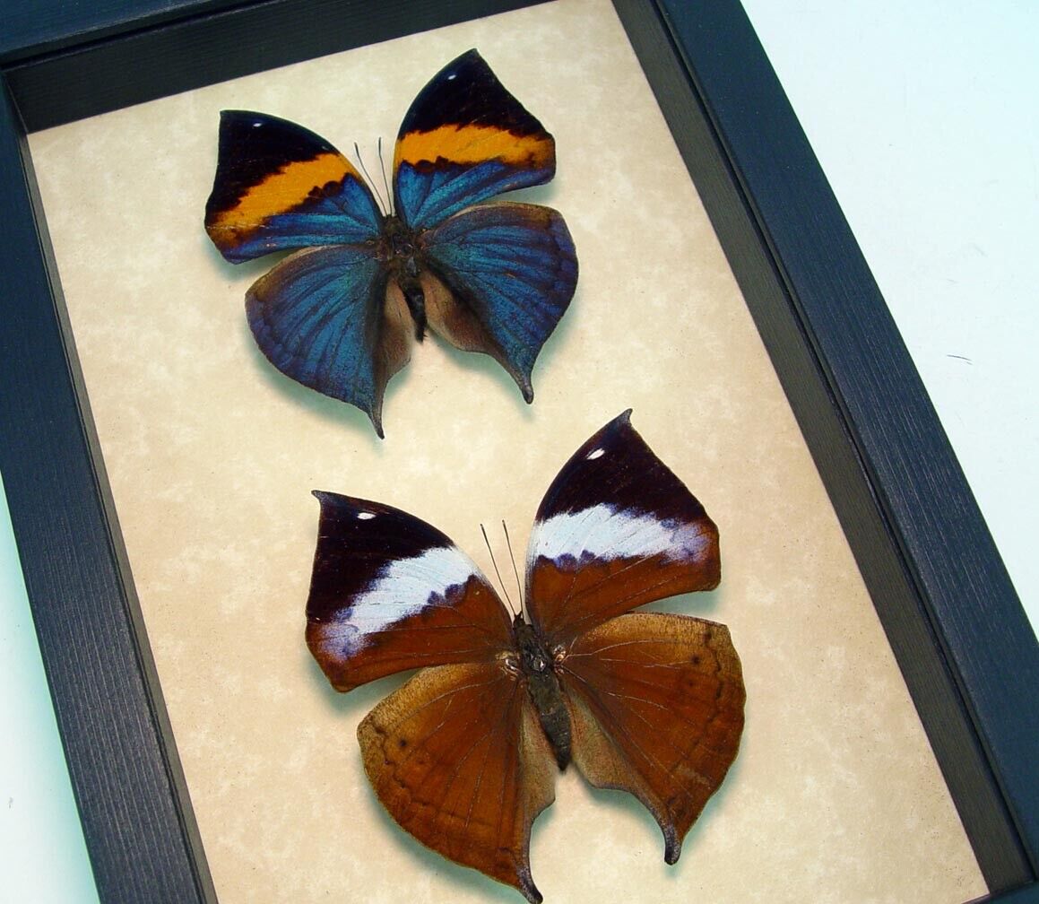Kallima paralekta Pair Framed Leafwing Butterfly Purple Leaf Mimic Butterflies