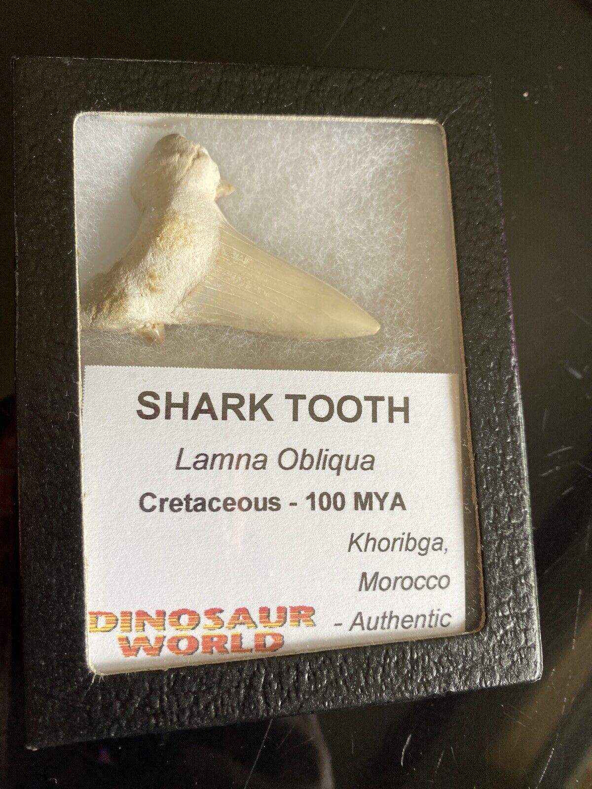 Fossil Shark Tooth- Lamna Obliqua Cretacous -100 MYA w/ Display Box Glass Front
