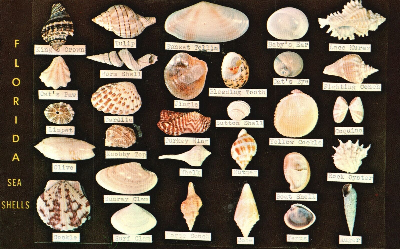 Vintage Postcard Sea Shells Display Dodson's Shell Shop Coasts Of Florida FL