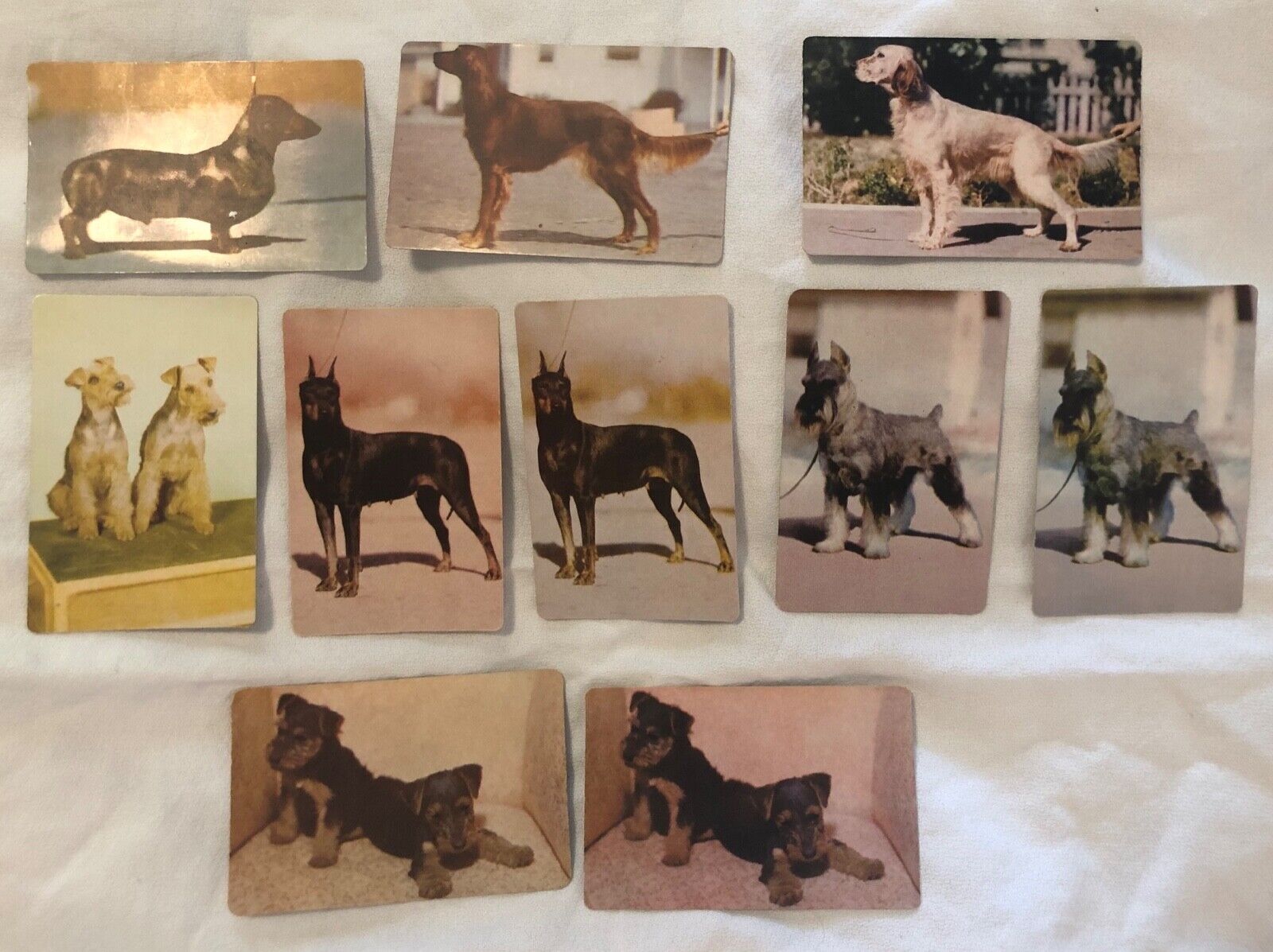 Vintage 1949 Carnation Corn Flakes Dog Breeds Cards Lot of 10 Setter Terrier
