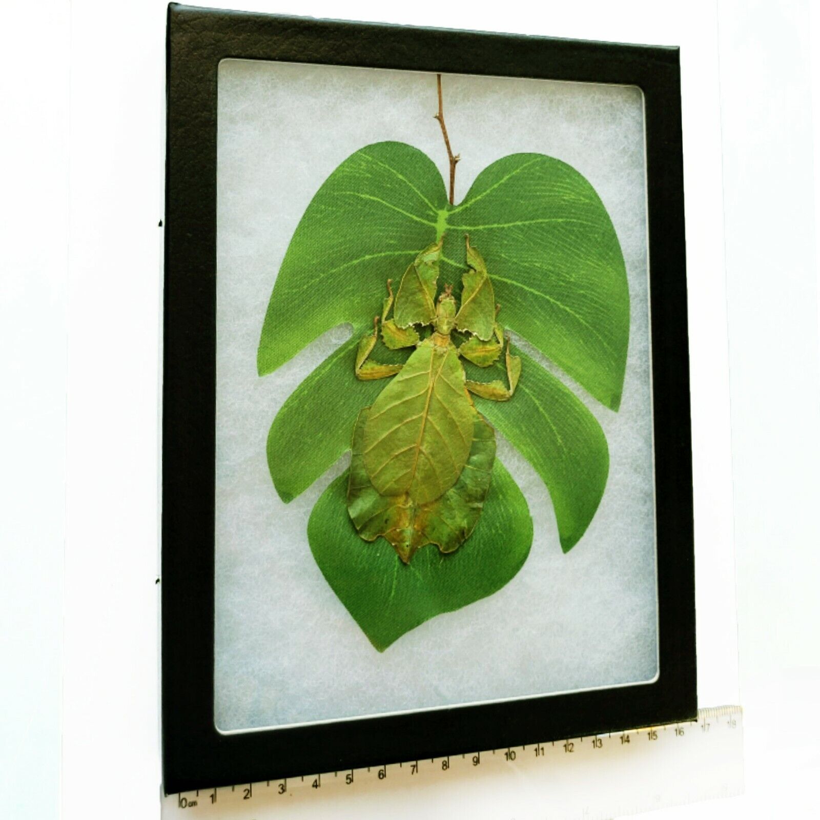 Phyllium pulchrifolium green leaf bug female Indonesia preserved on leaf