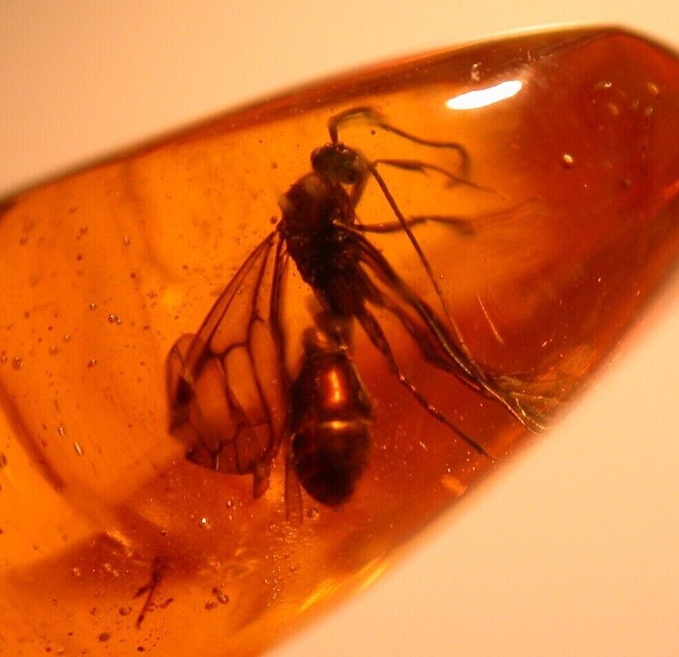 Beautiful Large Male Ant with Termite, Fly in Dominican Amber Fossil Gemstone