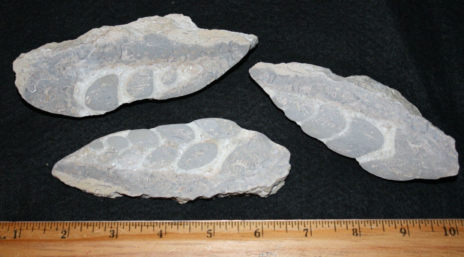 Carboniferous Yorkshire Yordale Group giant fossil snail in rock slice unusual