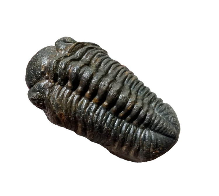 500 Million Years in the Making: A Stunning Phacops Trilobite from Morocco