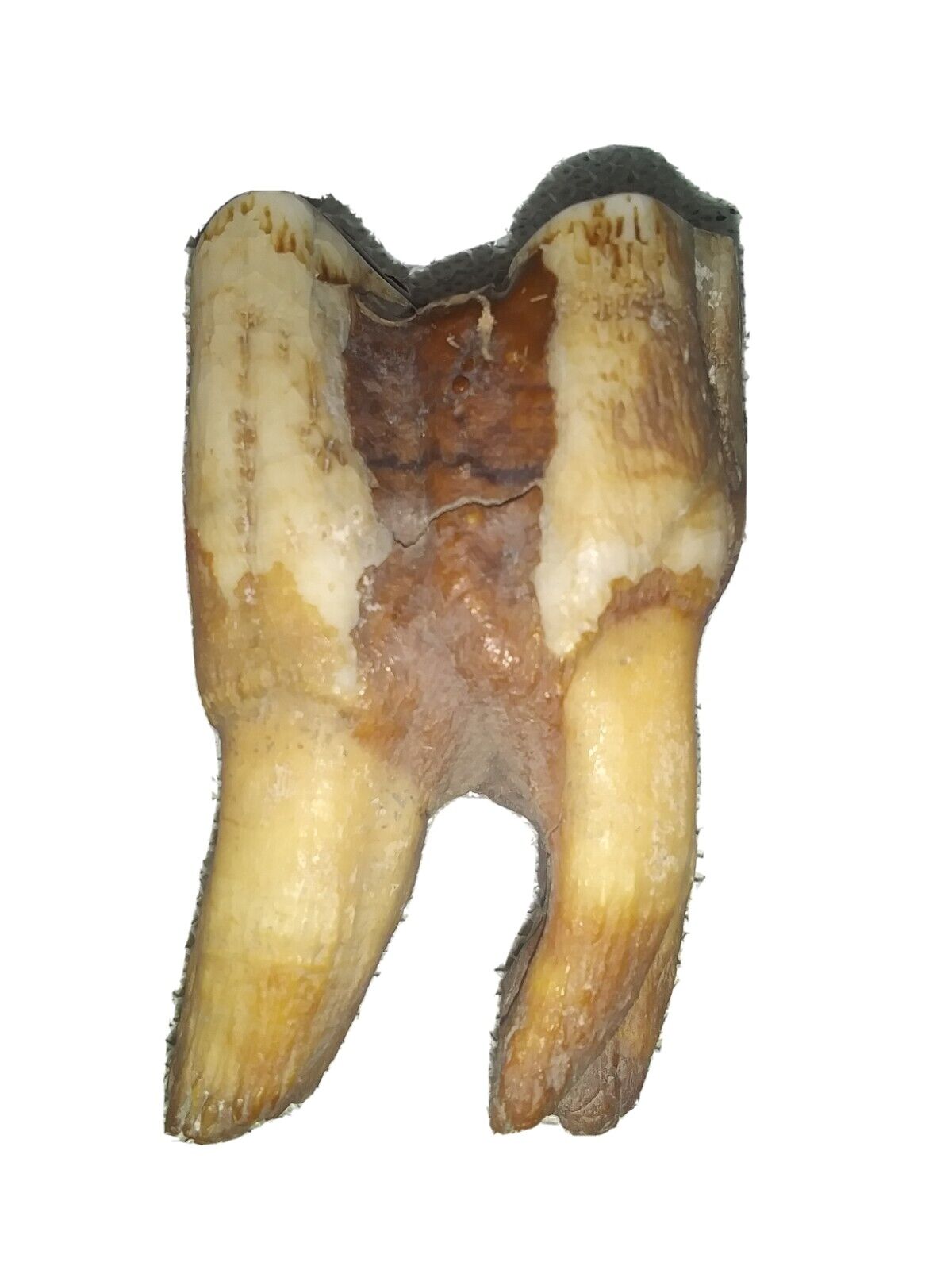 Woolly Rhinoceros Fossil Tooth, Hair Omsk Siberia Permafrost Pleistocene Ice Age