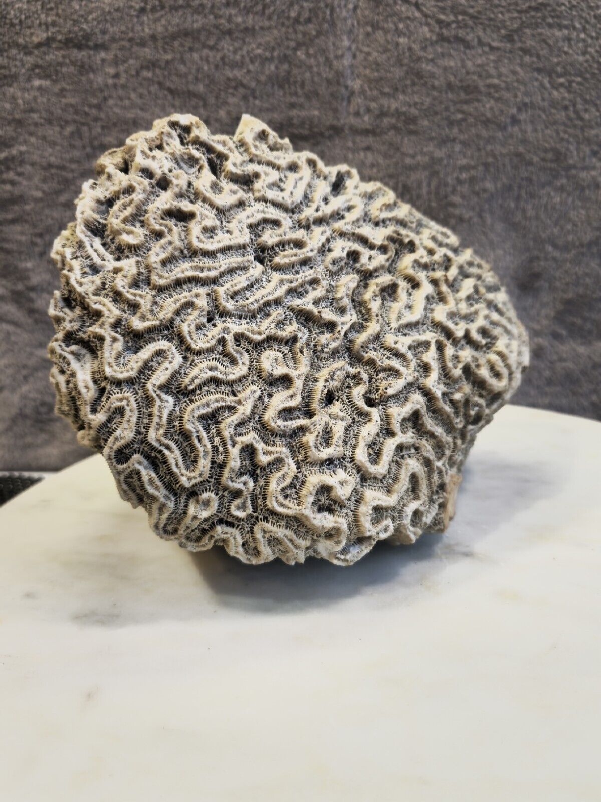 Natural Oval Shaped White Brain Coral Fossil 2+ lbs Beach Aquarium Sea Ocean