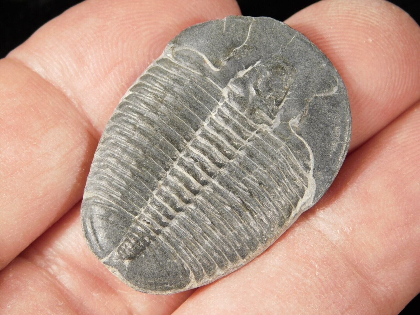 Big 500 Million Year OLD TRILOBITE Fossil 100% Natural Utah 4.46