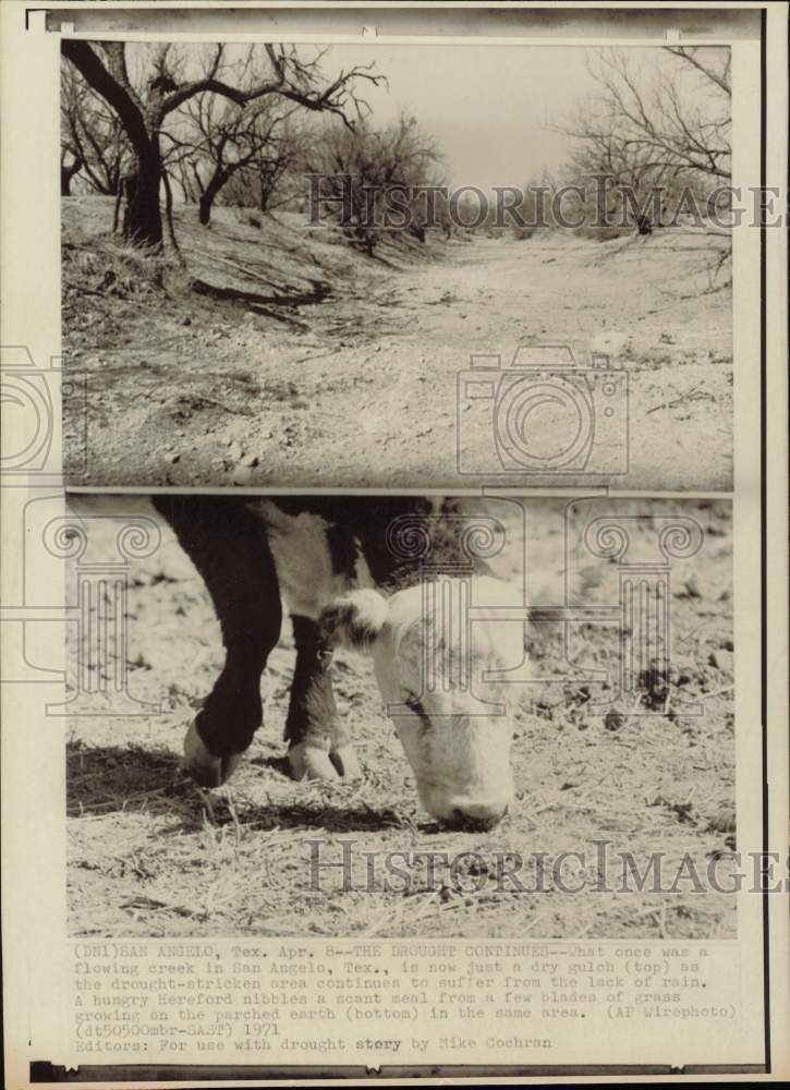 1971 Press Photo Hereford nibbles at grass on drought stricken field, Texas