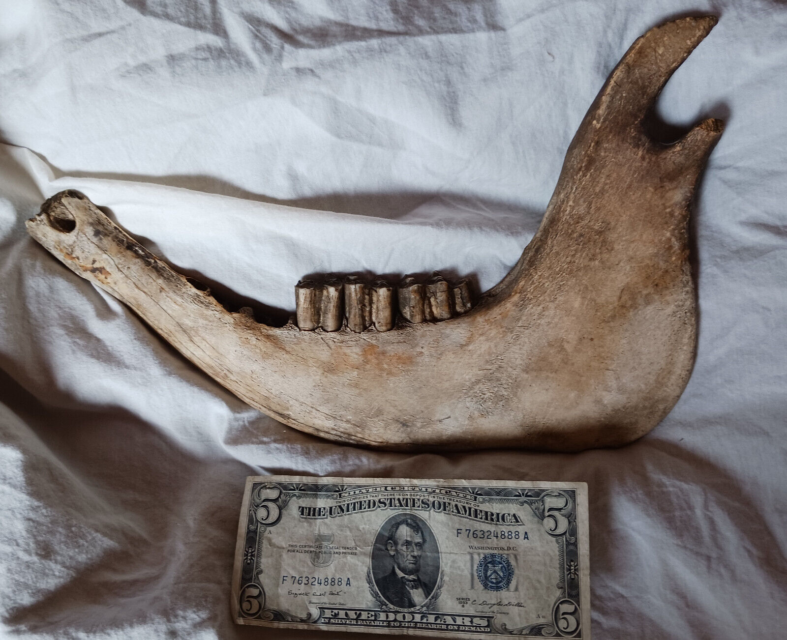 Antique Tribal Ceremonial Native Indian Tanka/Buffalo Jaw & Teeth UNFINISHED