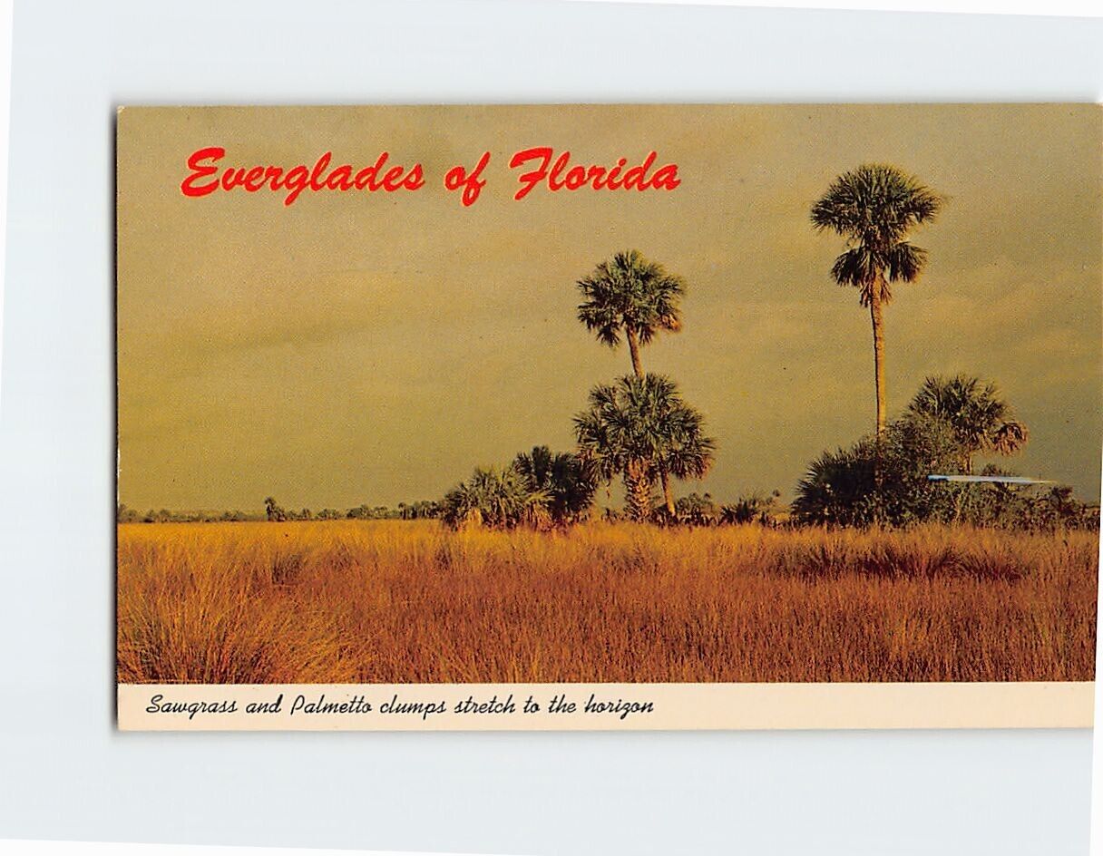 Postcard Sawgrass and Palmetto Everglades of Florida USA North America