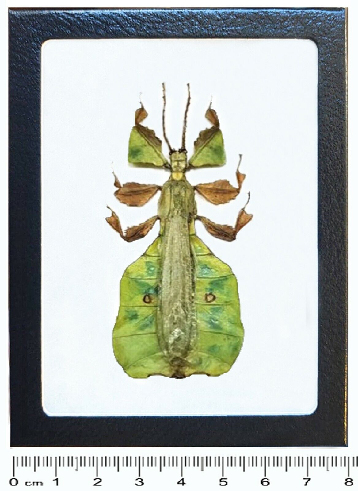 Phyllium pulchrifolium green leaf bug male Indonesia framed