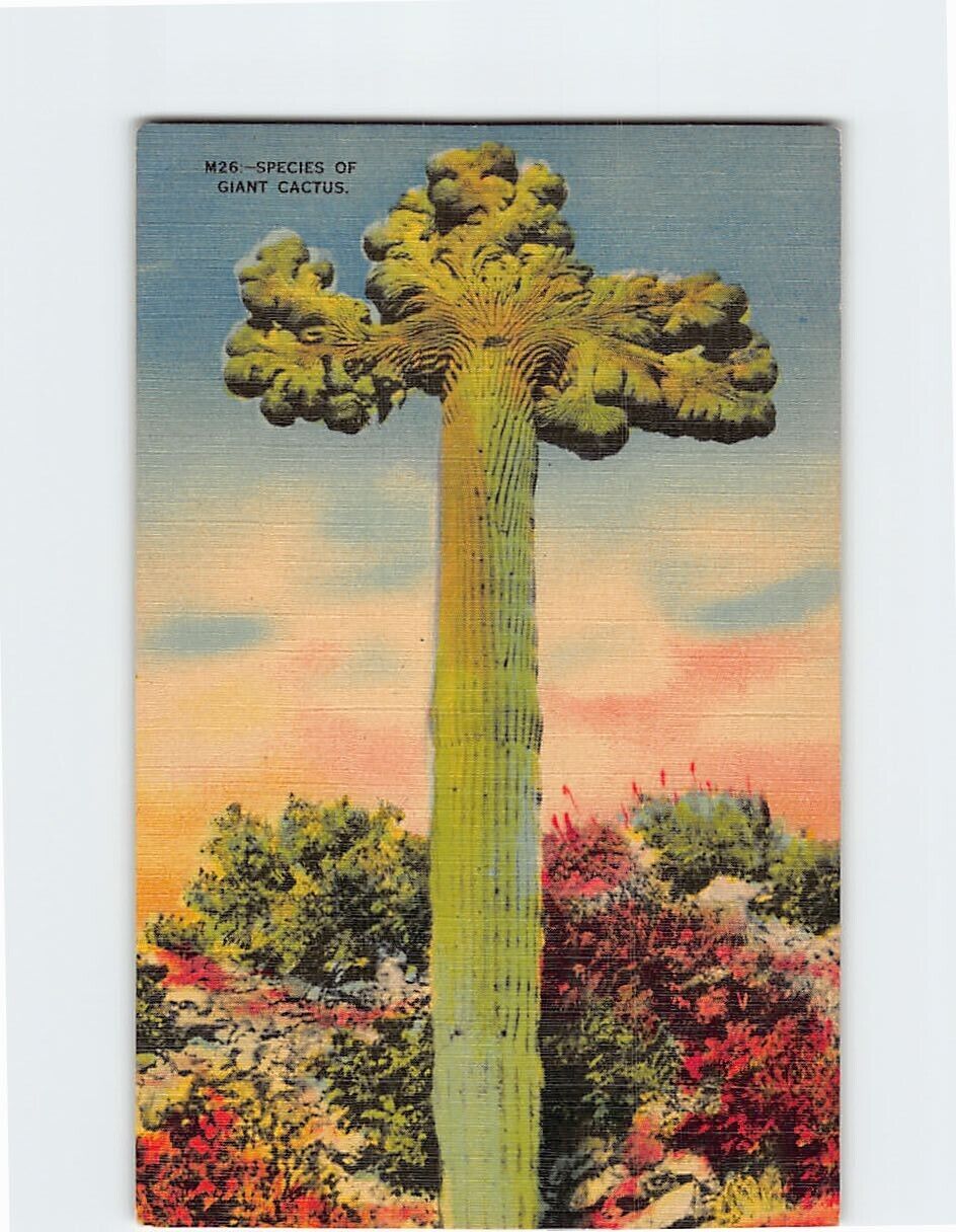 Postcard Species of Giant Cactus