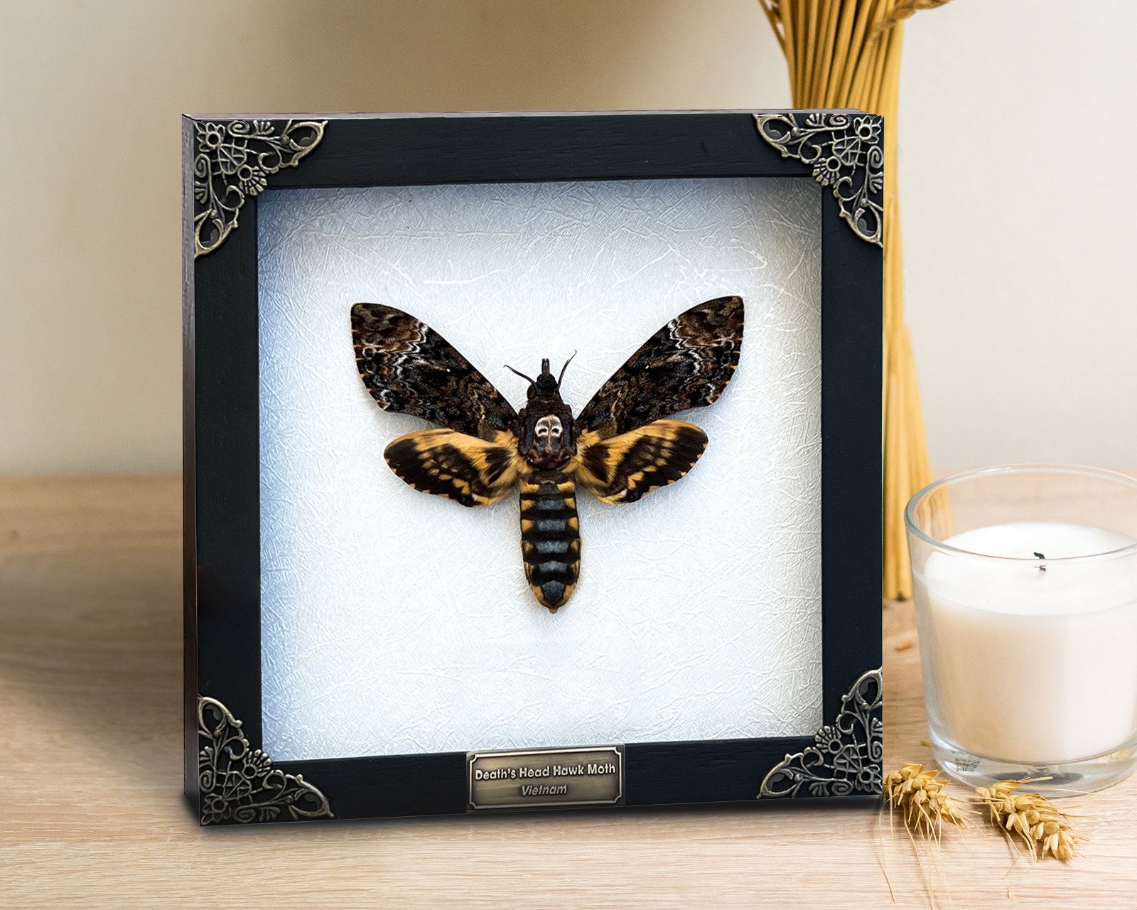Real Death Head Moth Skull Acherontia Butterfly Insect Frame Taxidermy Art Decor