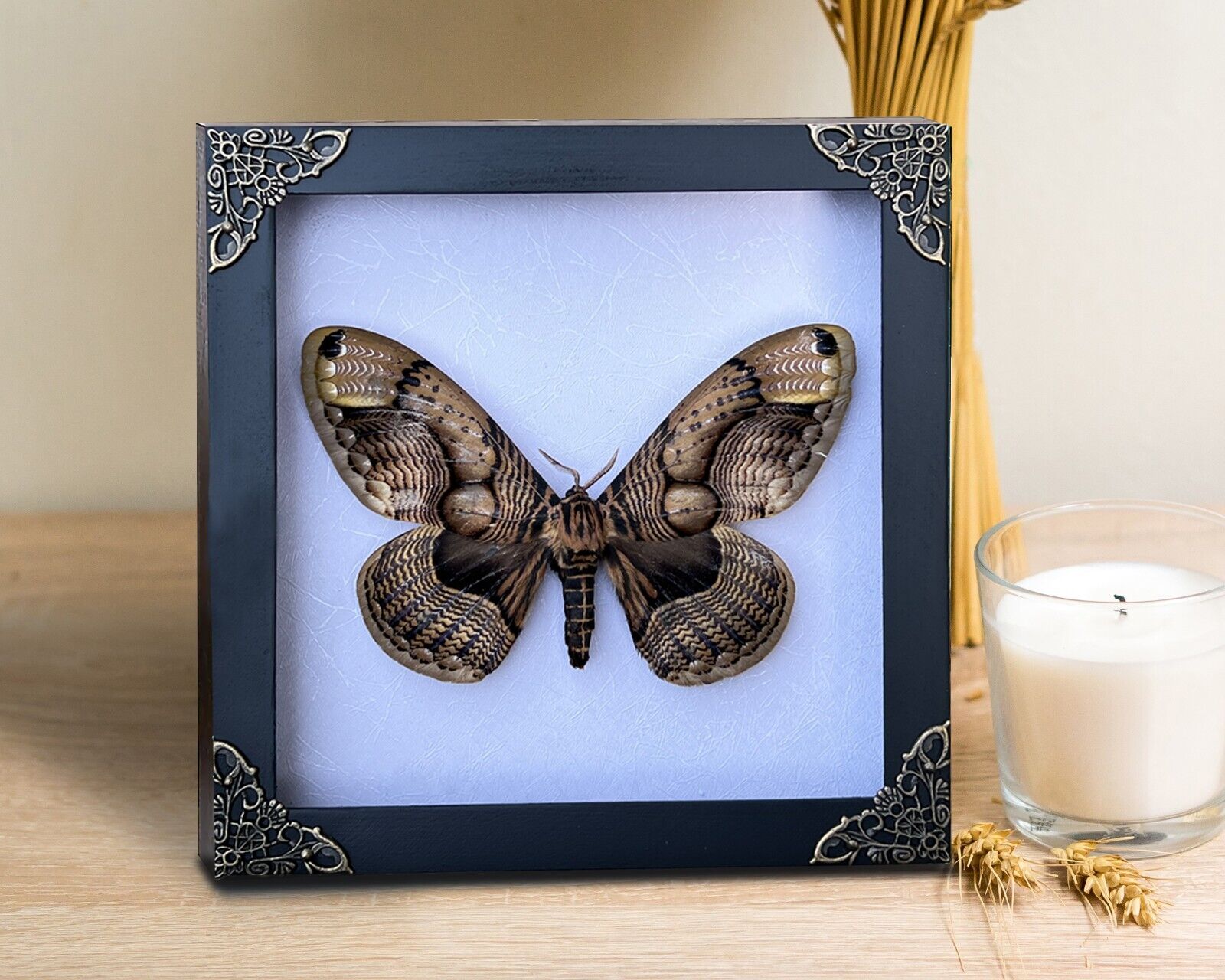 Real Framed Insect Dead Moth Brahmaea Black Shadow Box Bugs Taxidermy Decor