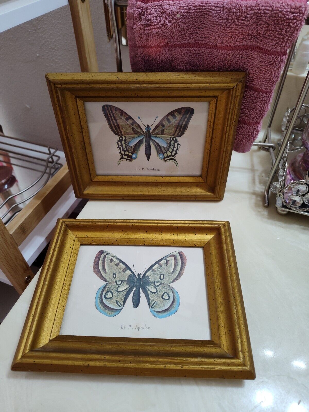 vintage butterfly pictures
