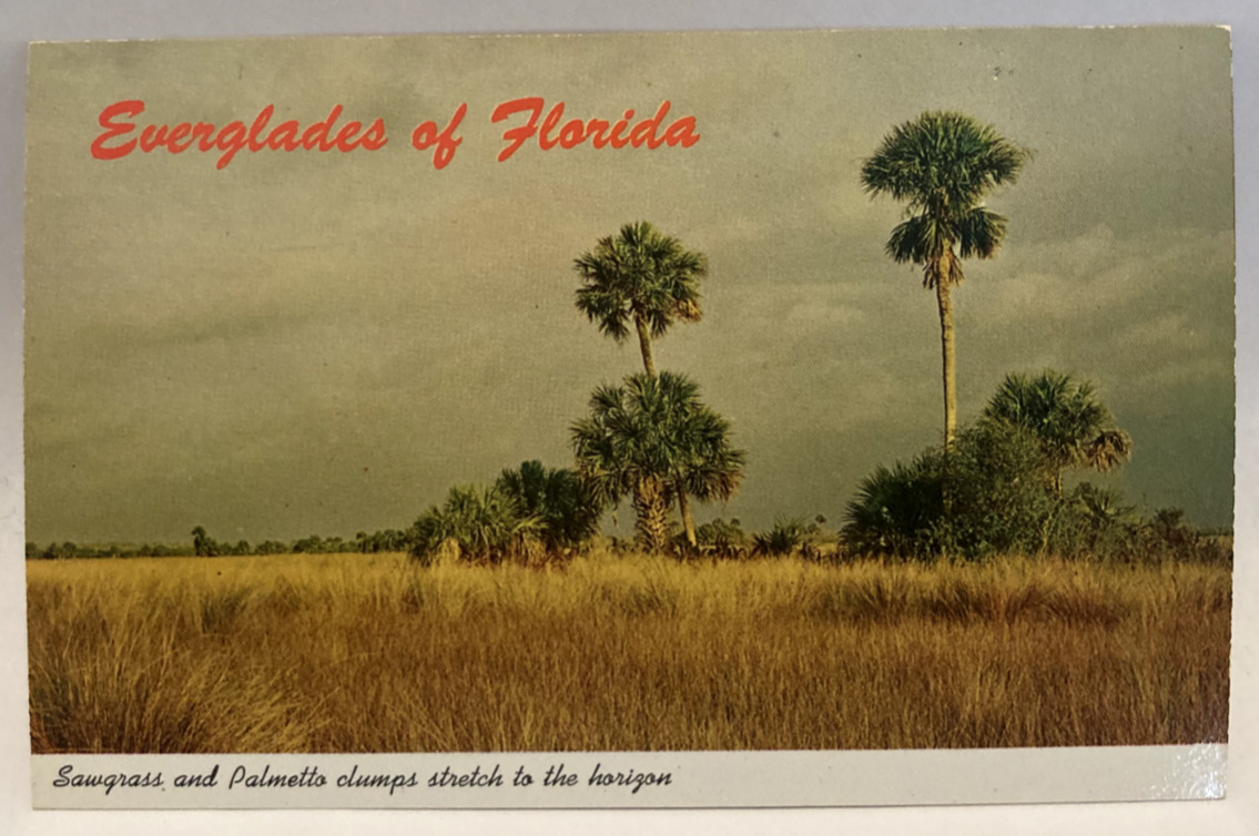 Everglades of Florida Sawgrass and Palmetto Clumps Vintage FL Postcard