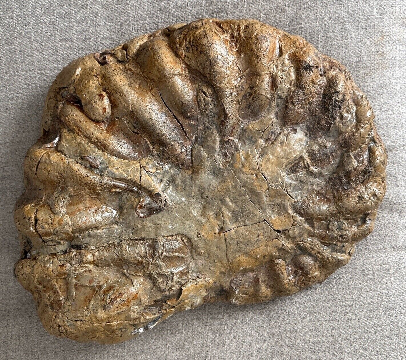 Large Fossil 30 Lbs. 