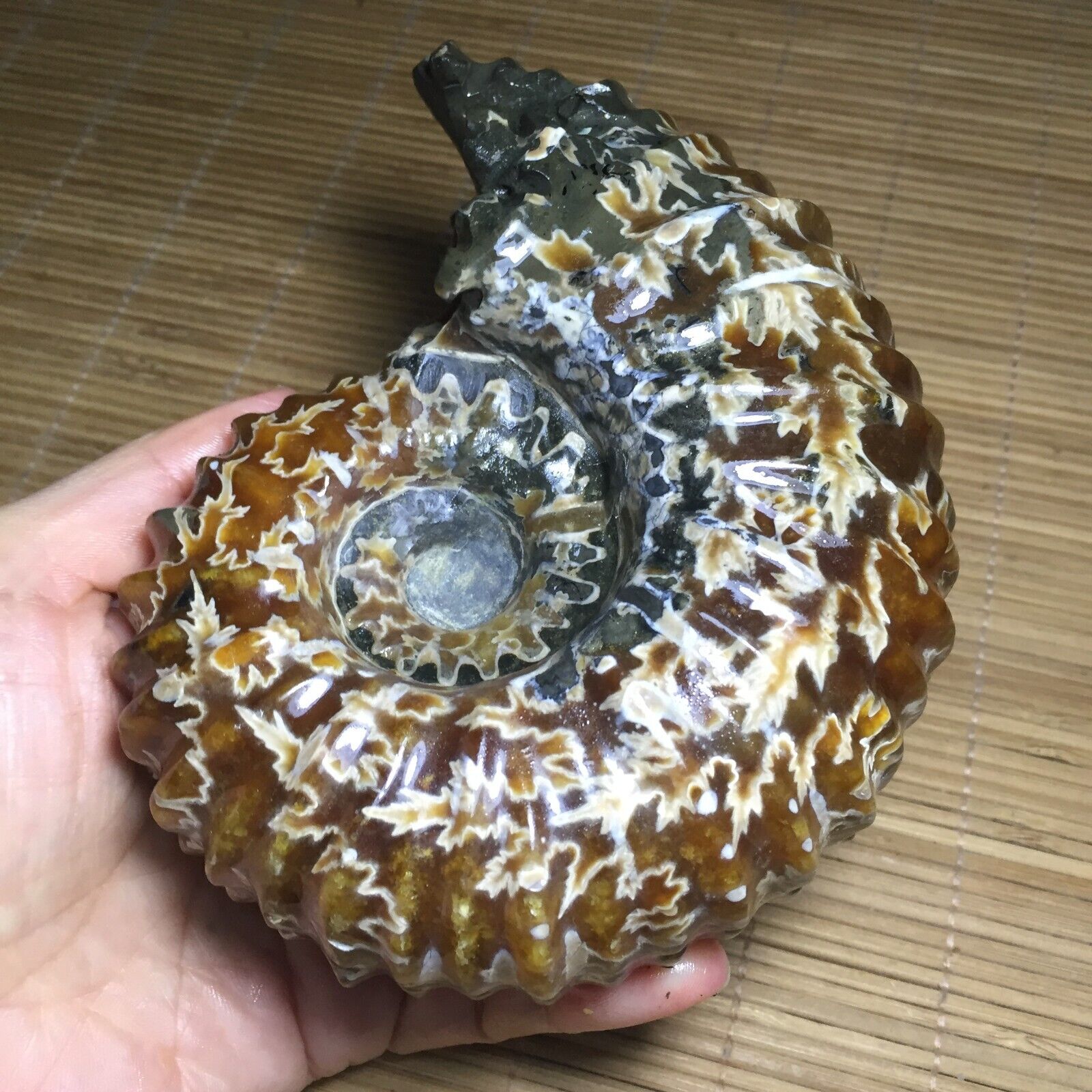 902g  Natural Ammonite Fossil Conch Crystal Specimen Healing 561