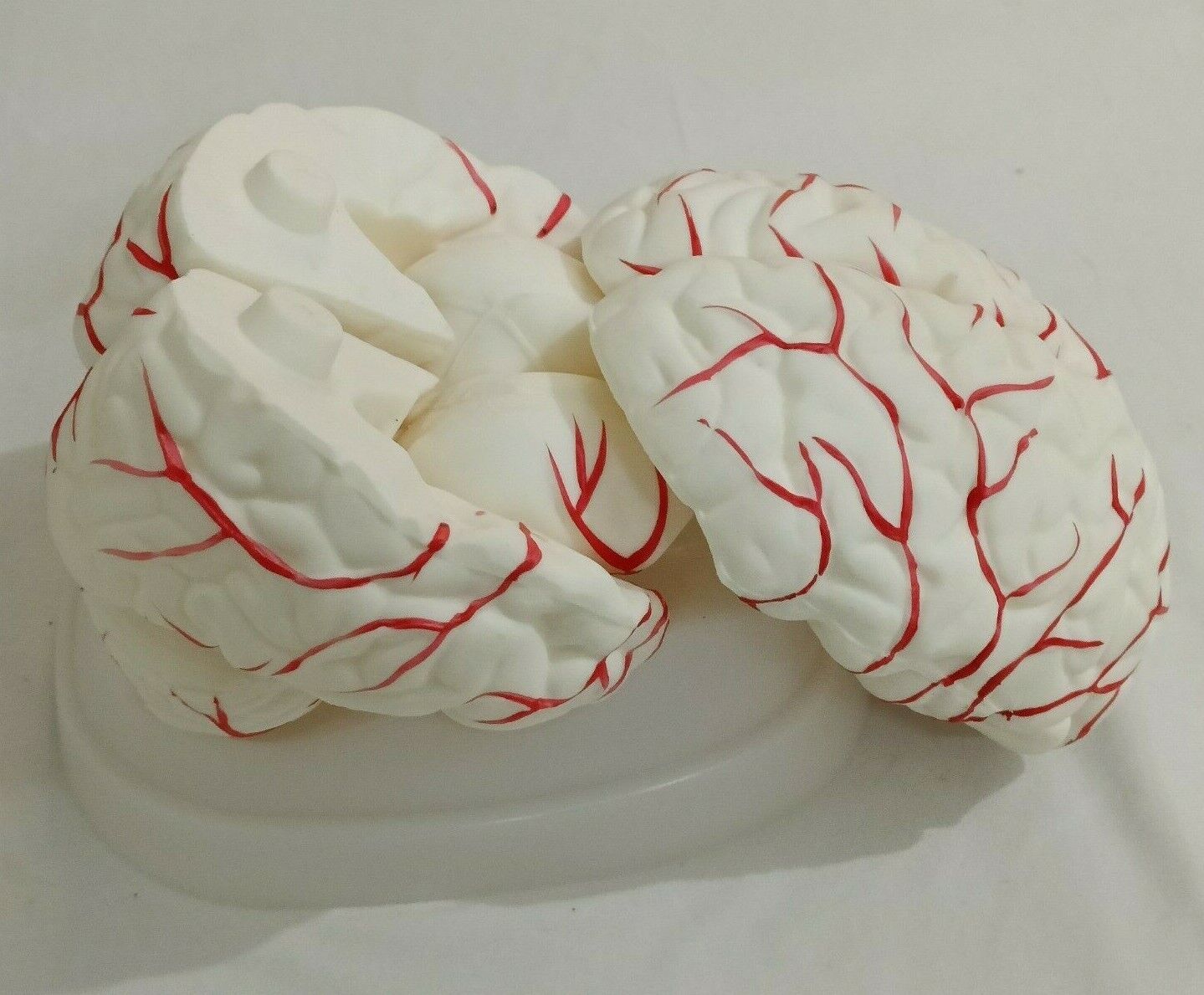 Brain with Arteries Anatomical Models