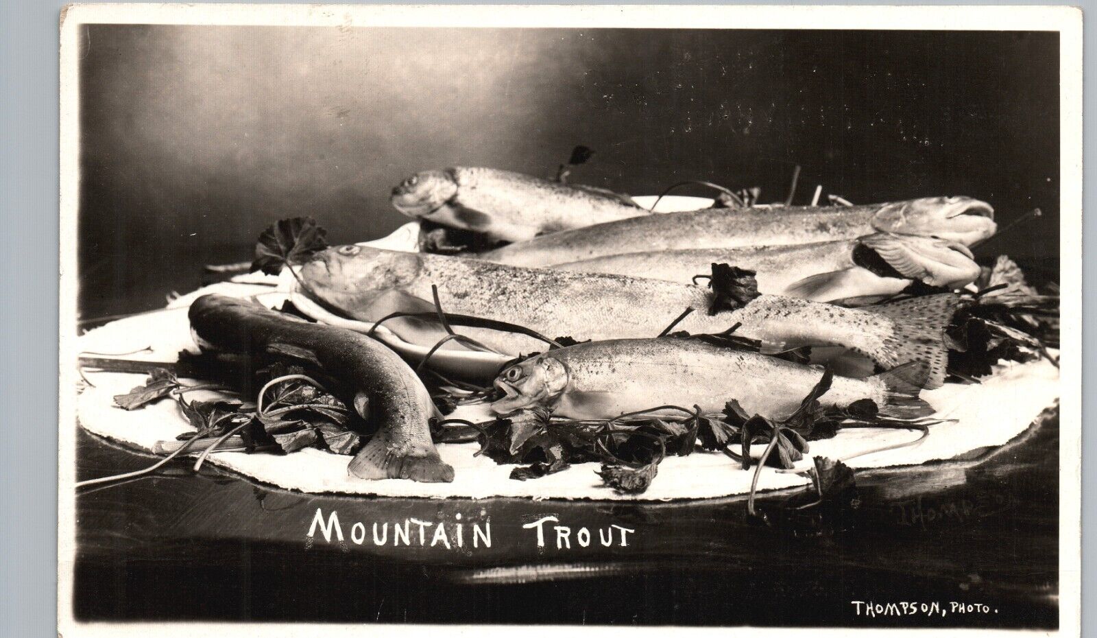 MOUNTAIN TROUT real photo postcard rppc fishing food thompson studio loyalton ca