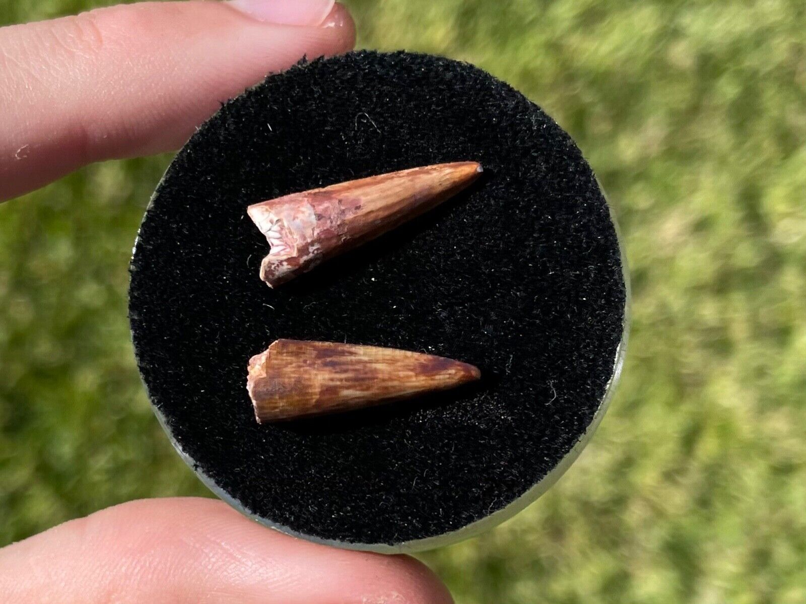 Texas Fossil Phytosaur Teeth LOT RARE Triassic Dinosaur Tooth in Display Case