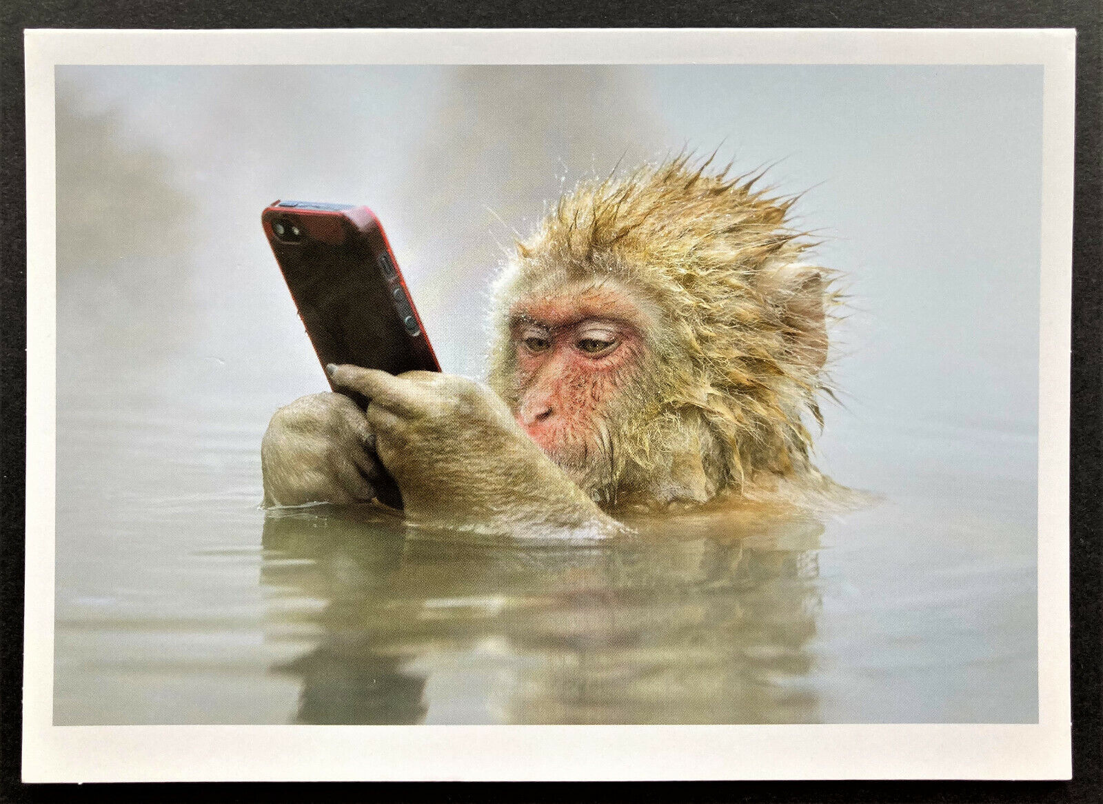 Monkey Texting Christmas Holiday Card ONE 7x5 Funny Photo Cell Phone New Year