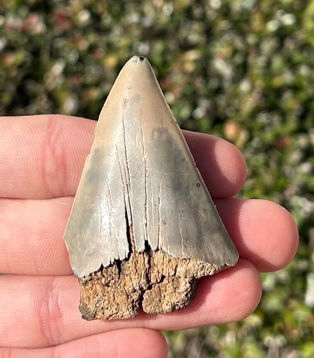 BIG Belgium Fossil Sharks Tooth 2.35” Carcharodon hastalis Great White Ancestor