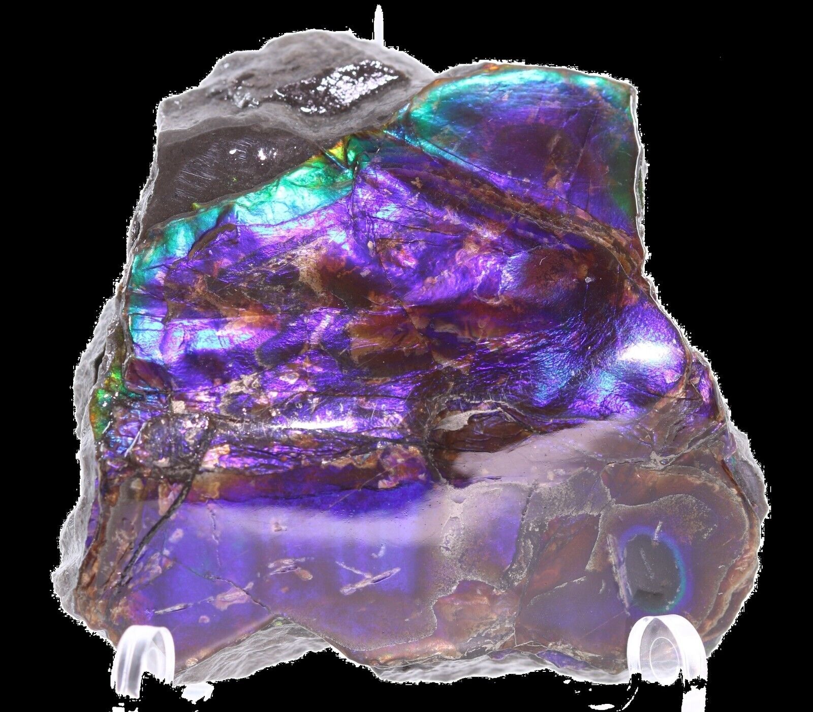 Stunning Vibrant Deep Purple Ammonite Fossil Ammolite 51 mm 35 g Canada COA 5817