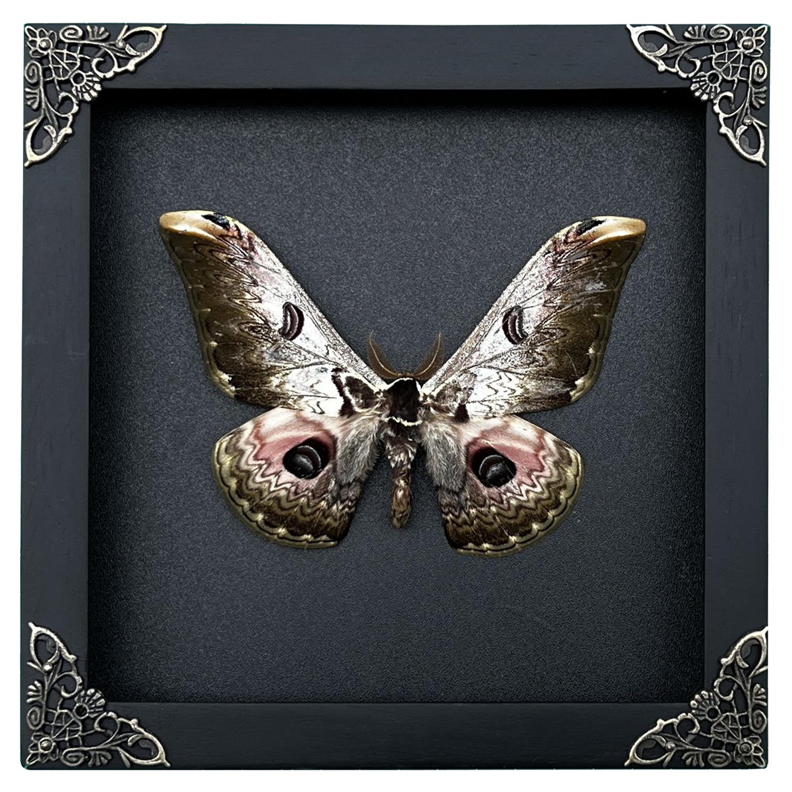 Real Dead Framed Moth Insect Frame Taxidermy Taxadermy Wall Art Decoration