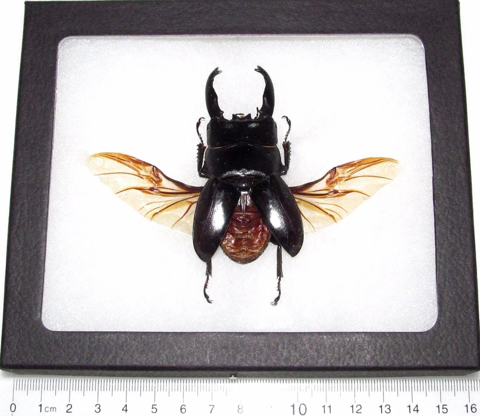 Dorcus wings spread REAL FRAMED BLACK LARGE STAG BEETLE MOUNTED
