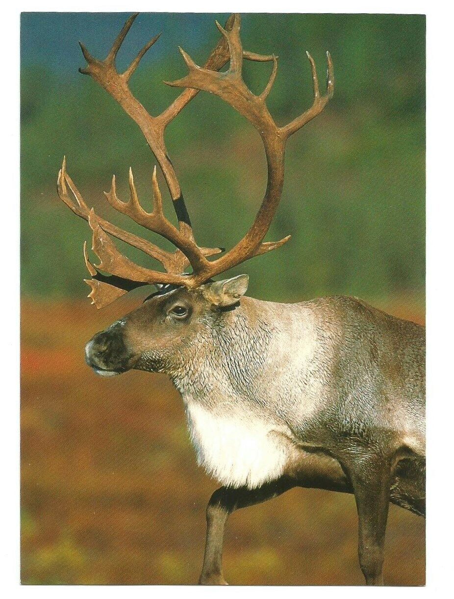 Alaska AK Postcard Caribou Wildlife