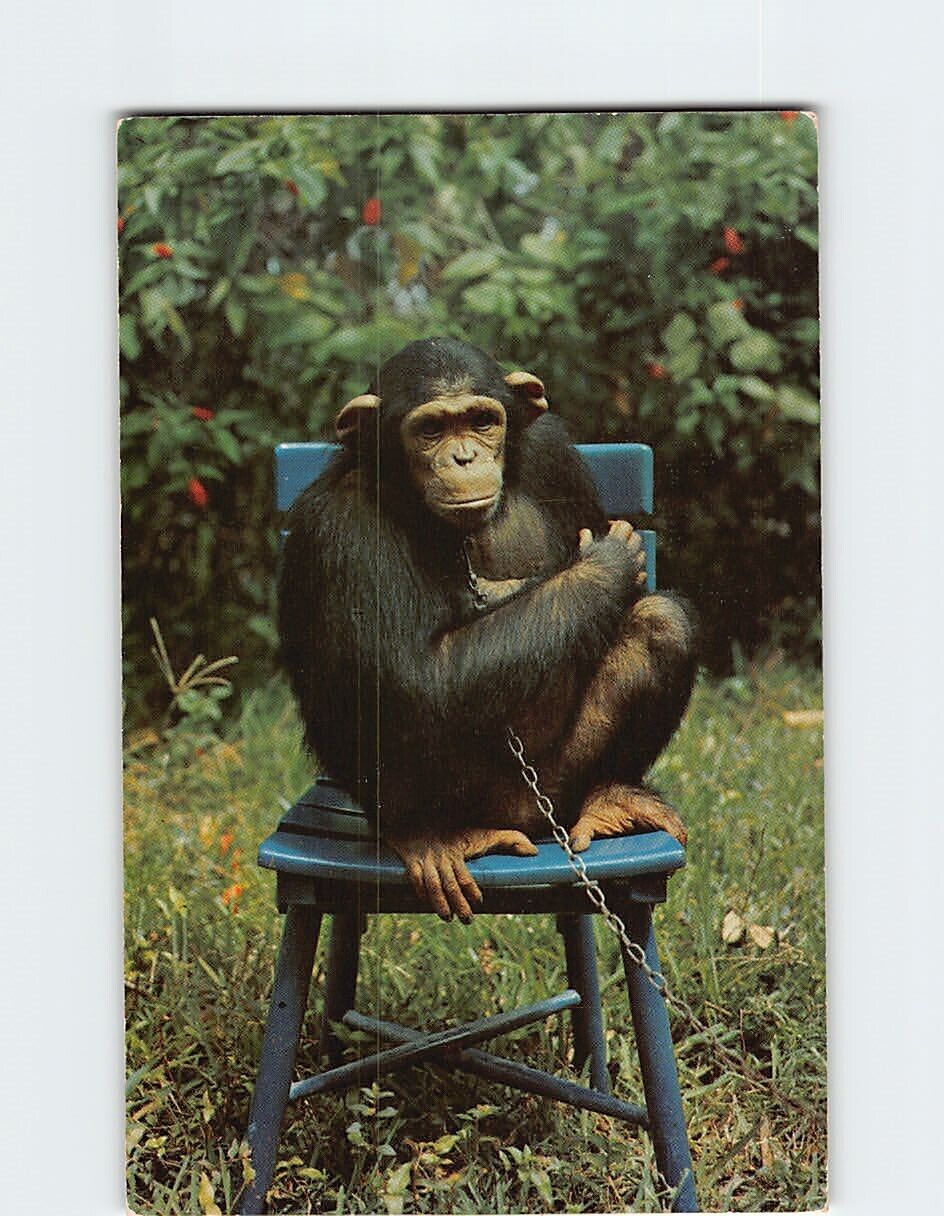 Postcard Madeliene Pet Chimpanzee Hobby Land Miami Florida USA