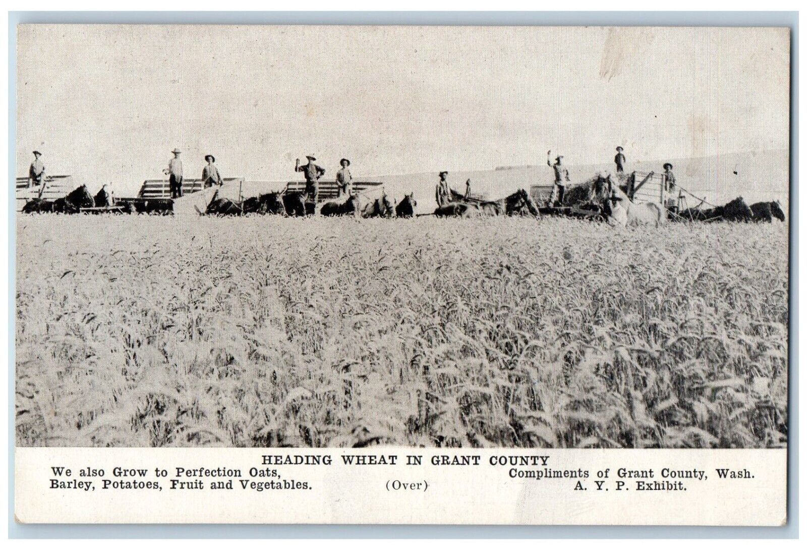 Wilson Creek Washington WA Postcard Heading Wheat In Grant County Farming