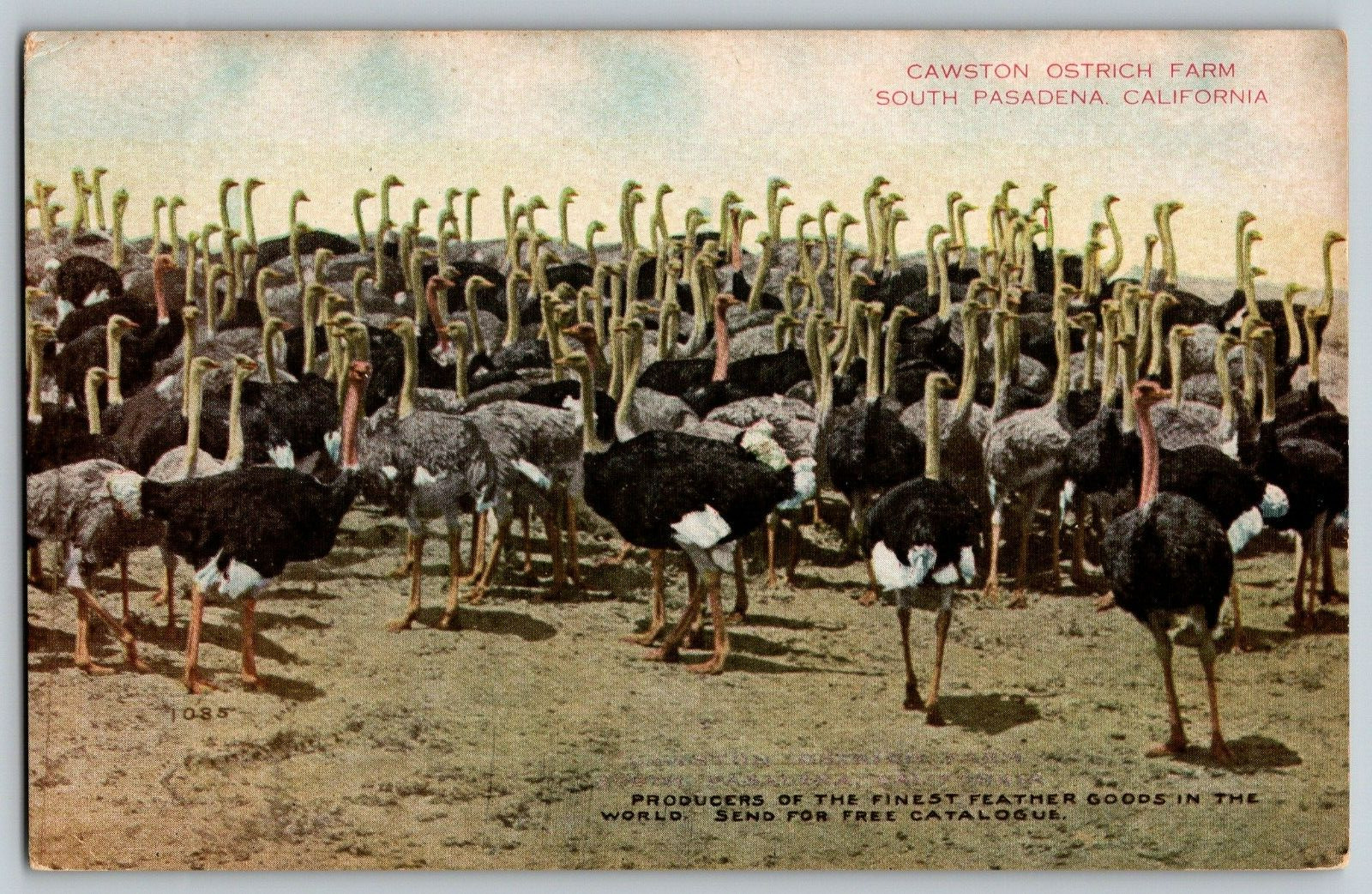 South Pasadena, California - Cawston Ostrich Farm - Vintage Postcard Unposted