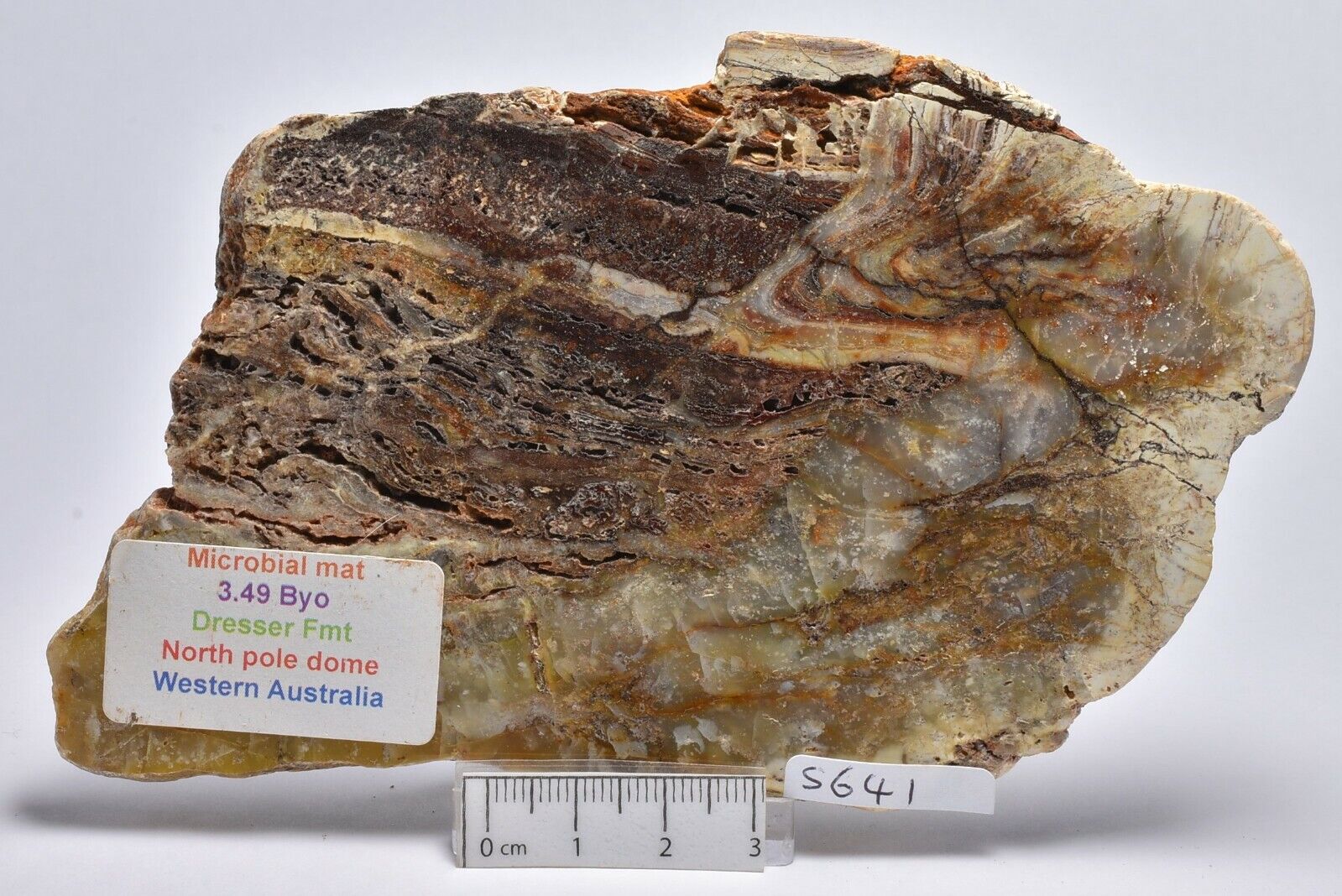 MICROBIAL MAT, Dresser Fmt, Stromatolite, North Pole Dome 130g, (S641)