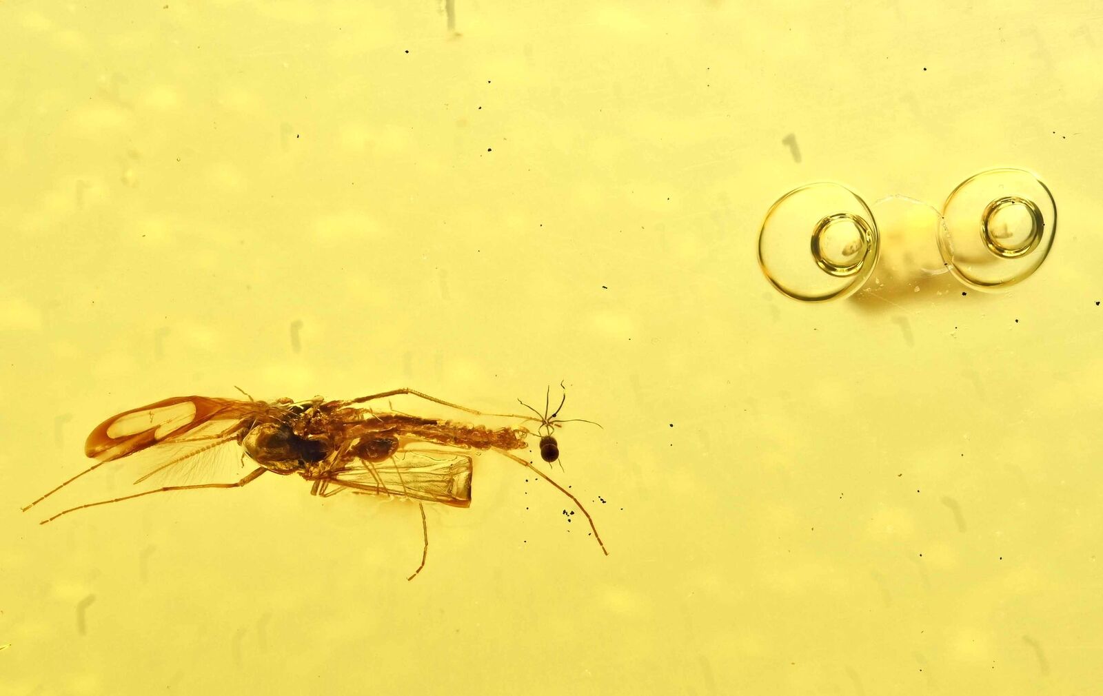 Parasitic or Phoretic Mite on Midge, Fossil Inclusion in Baltic Amber