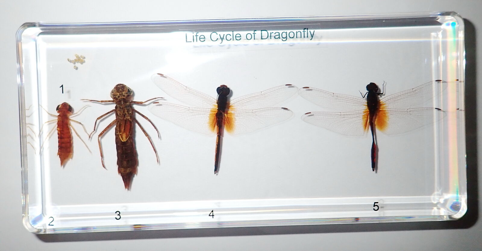 Life Cycle of Dragonfly Set Scarlet Skimmer Crocothemis servilia Real Specimen