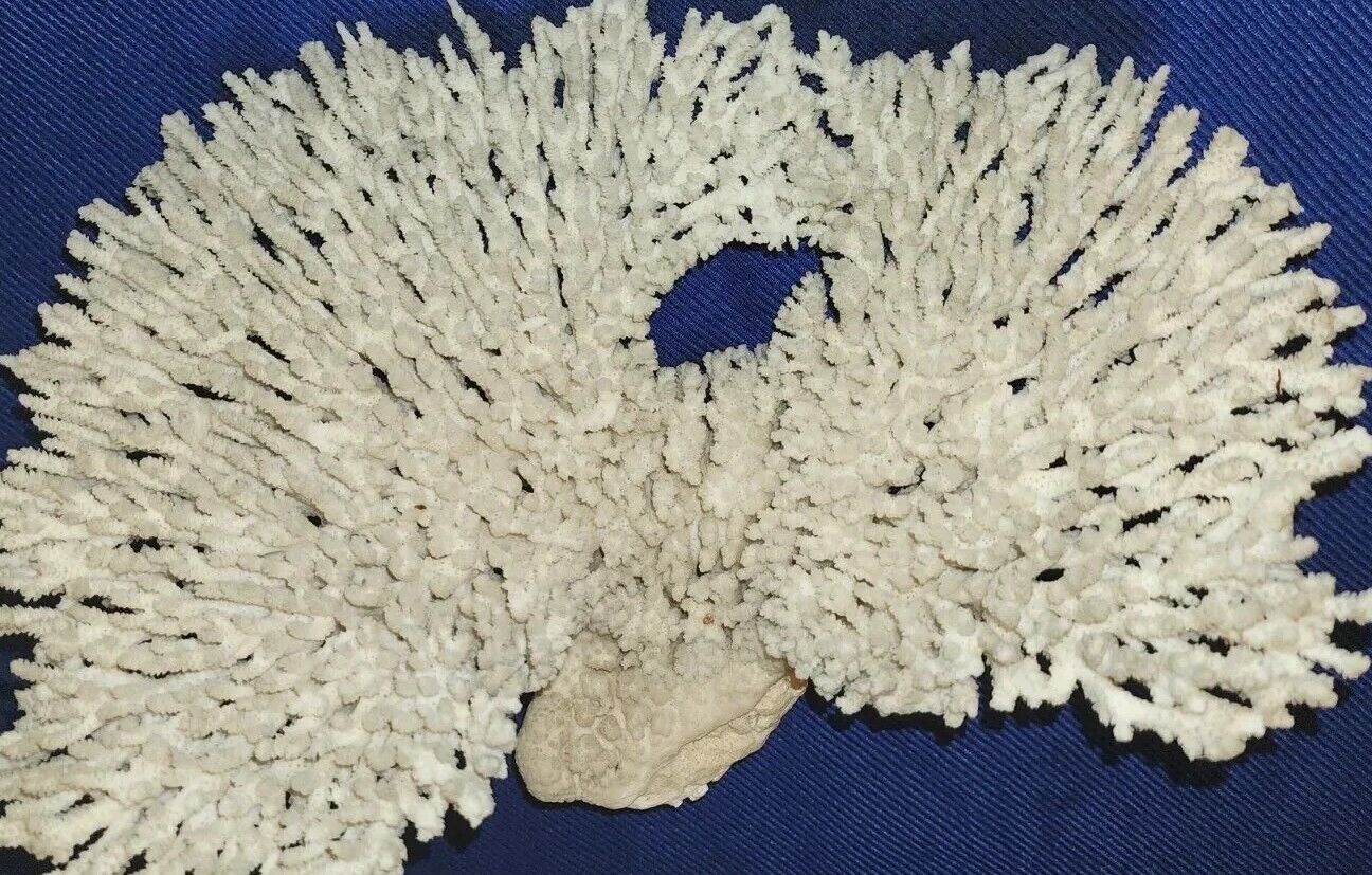 Natural TableTop White Coral 15