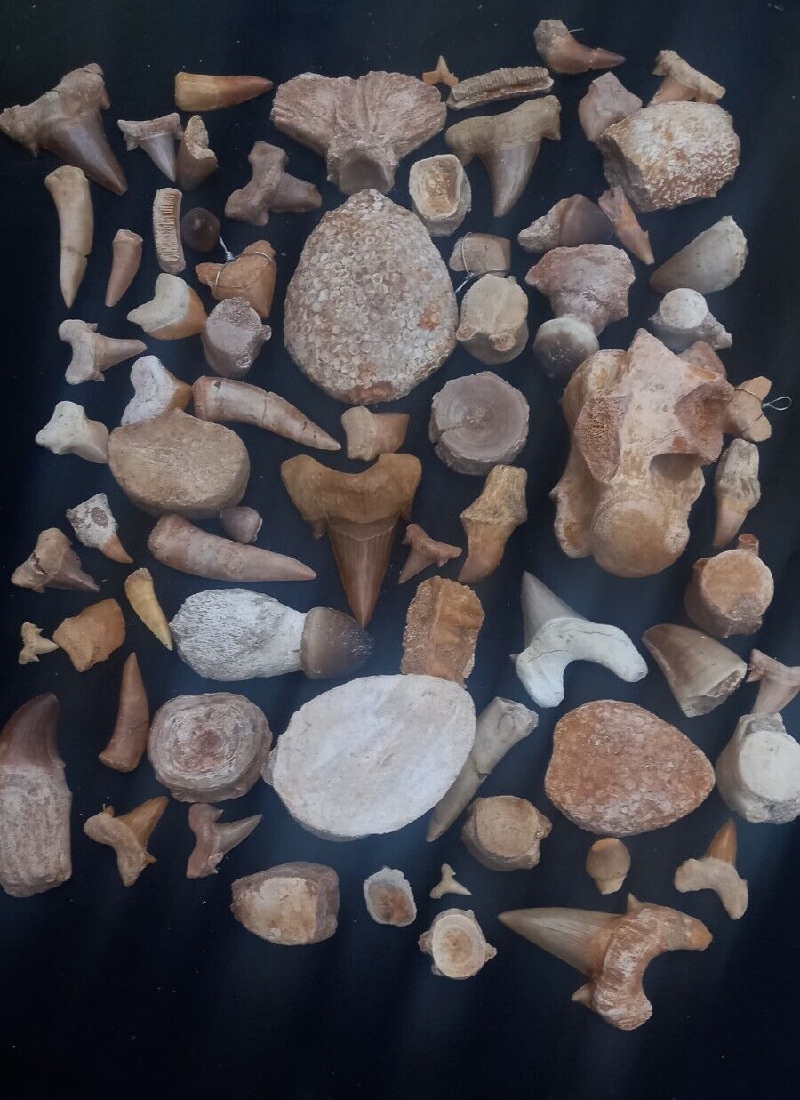 LOT OF 72 PCs Best Quality Collection ASSORTED FOSSILS From Morocco Fossilized