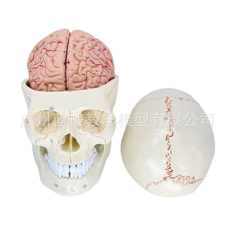 1:1 Life Size Human Anatomical Skull 8 Parts Brain Model Skeleton Head Studying