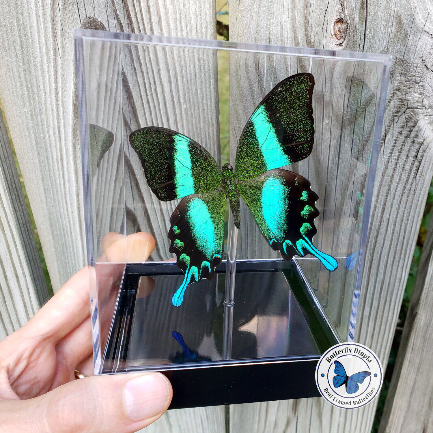 Real 3D Framed Butterfly: Majestic Green Swallowtail - Table Top 