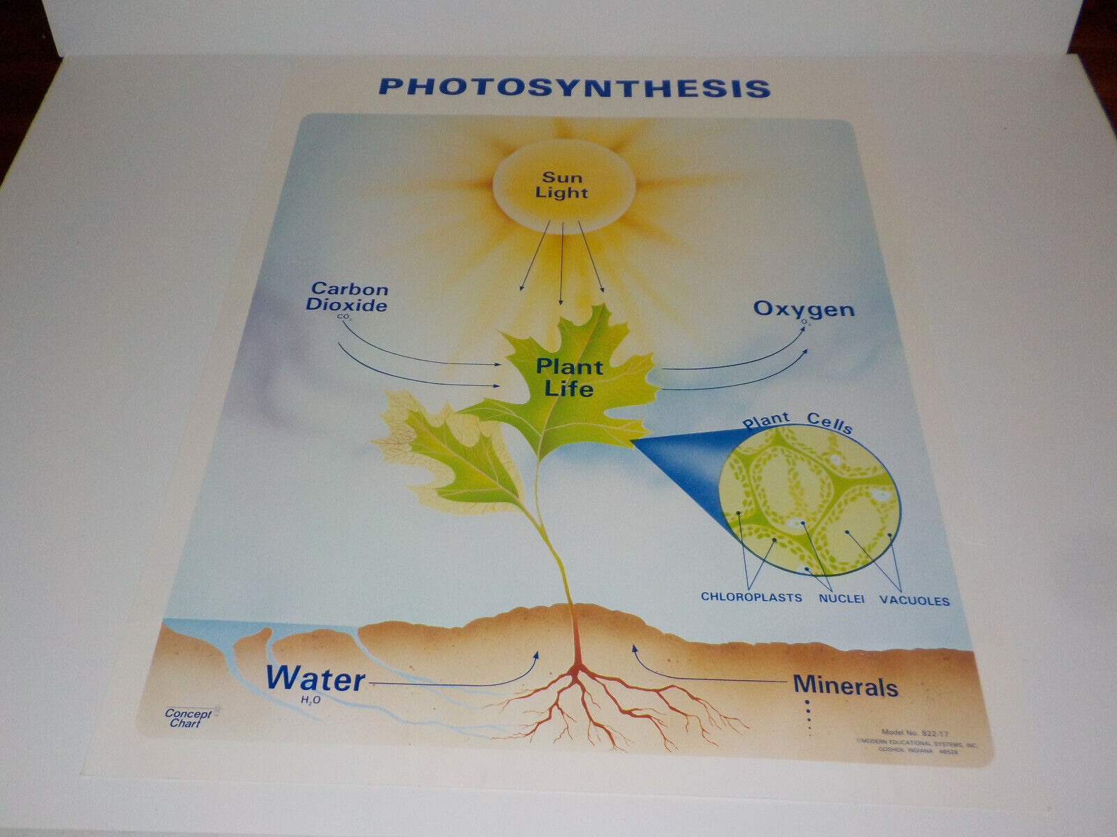 Vintage PHOTOSYNTHESIS POSTER School Learning Science Chart Modern Education