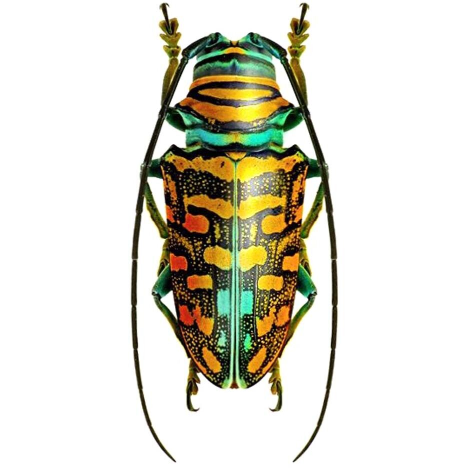 Sternotomis amabilis orange green longhorn beetle Africa unmounted packaged