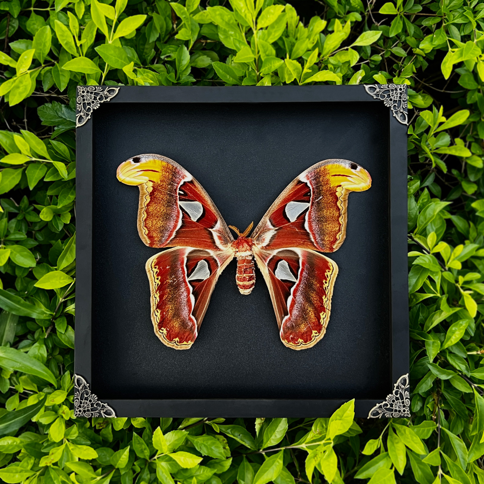 Atlas Moth Framed Handmade Wall Hanging Decor Taxidermy Dried Insect Artwork