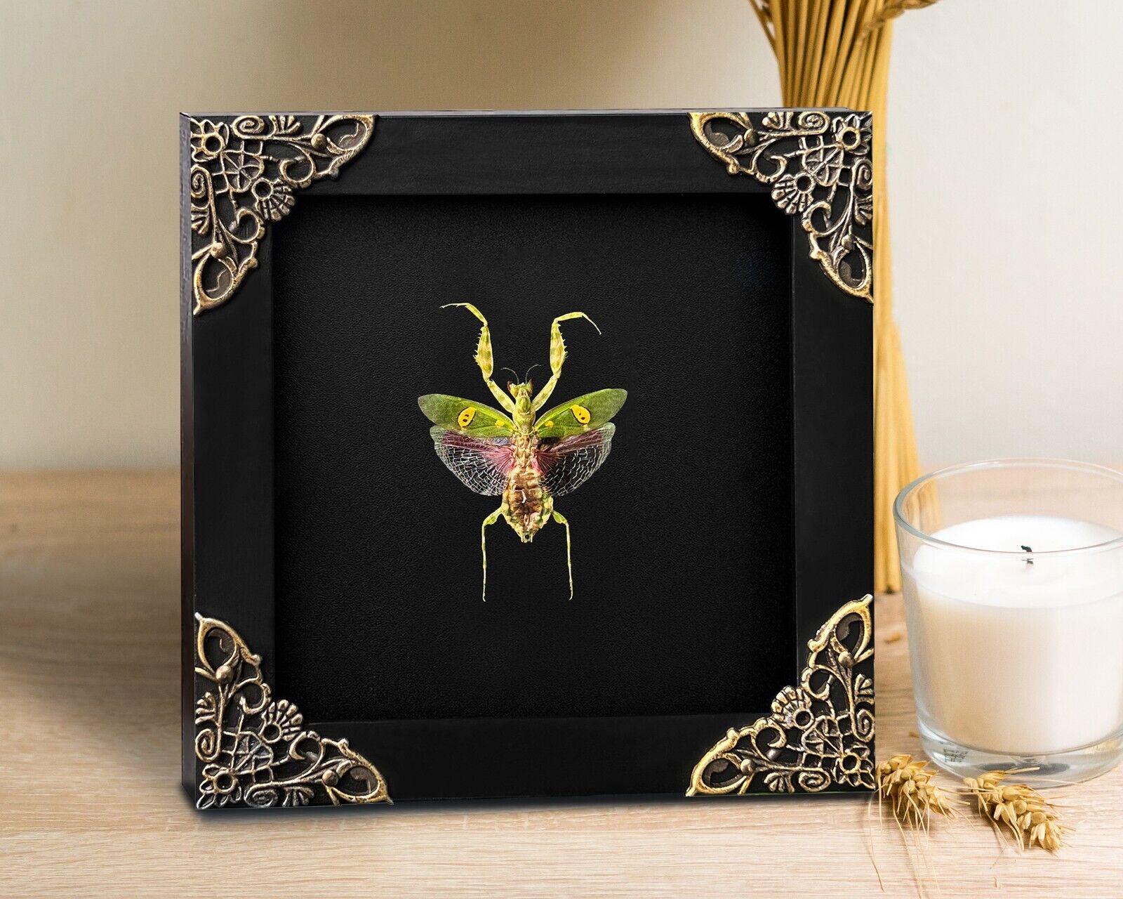 Real Jeweled Flower Mantis Open Wings Deep Display Shadow Box Gift For Friends