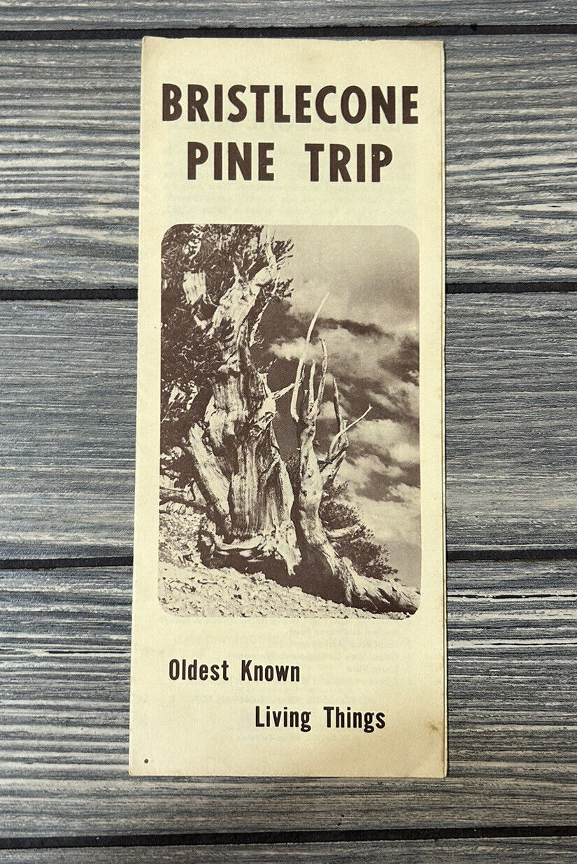 Vintage Bristlecone Pine Trip Oldest Known Living Things Brochure Pamphlet East 