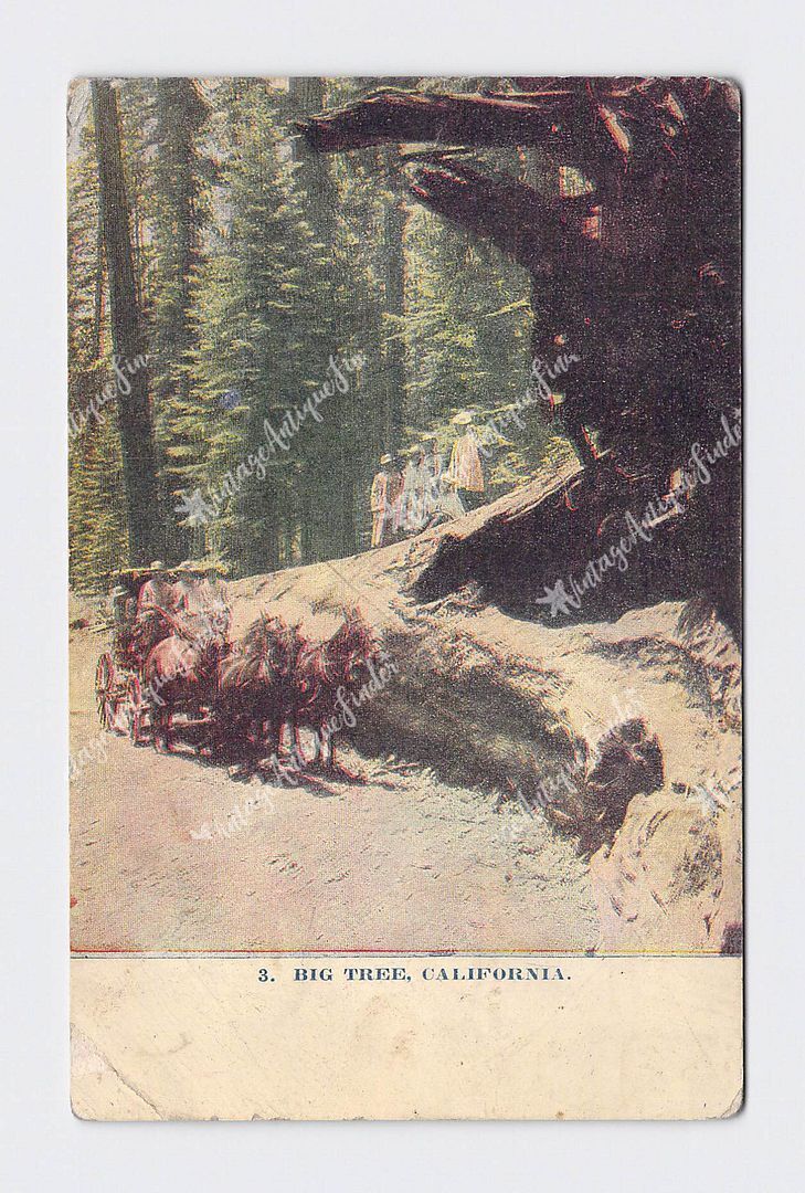 PPC Postcard CA California Redwood Highway Big Tree Scenic View Horse Pulled Car