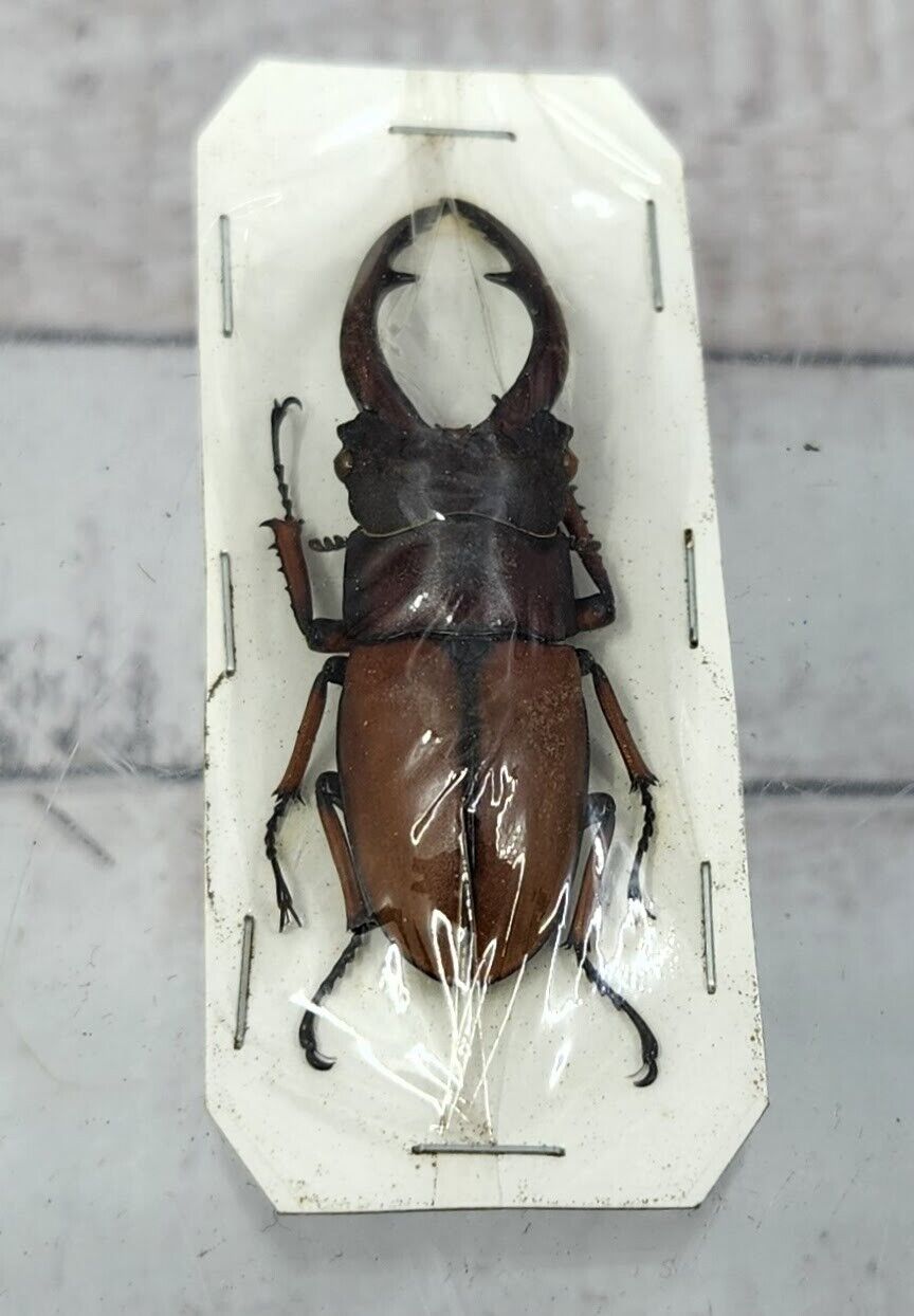 Lucanidae beetle Prosopocoilus astacoides cinnamomeus Taxidermy West Java Bug
