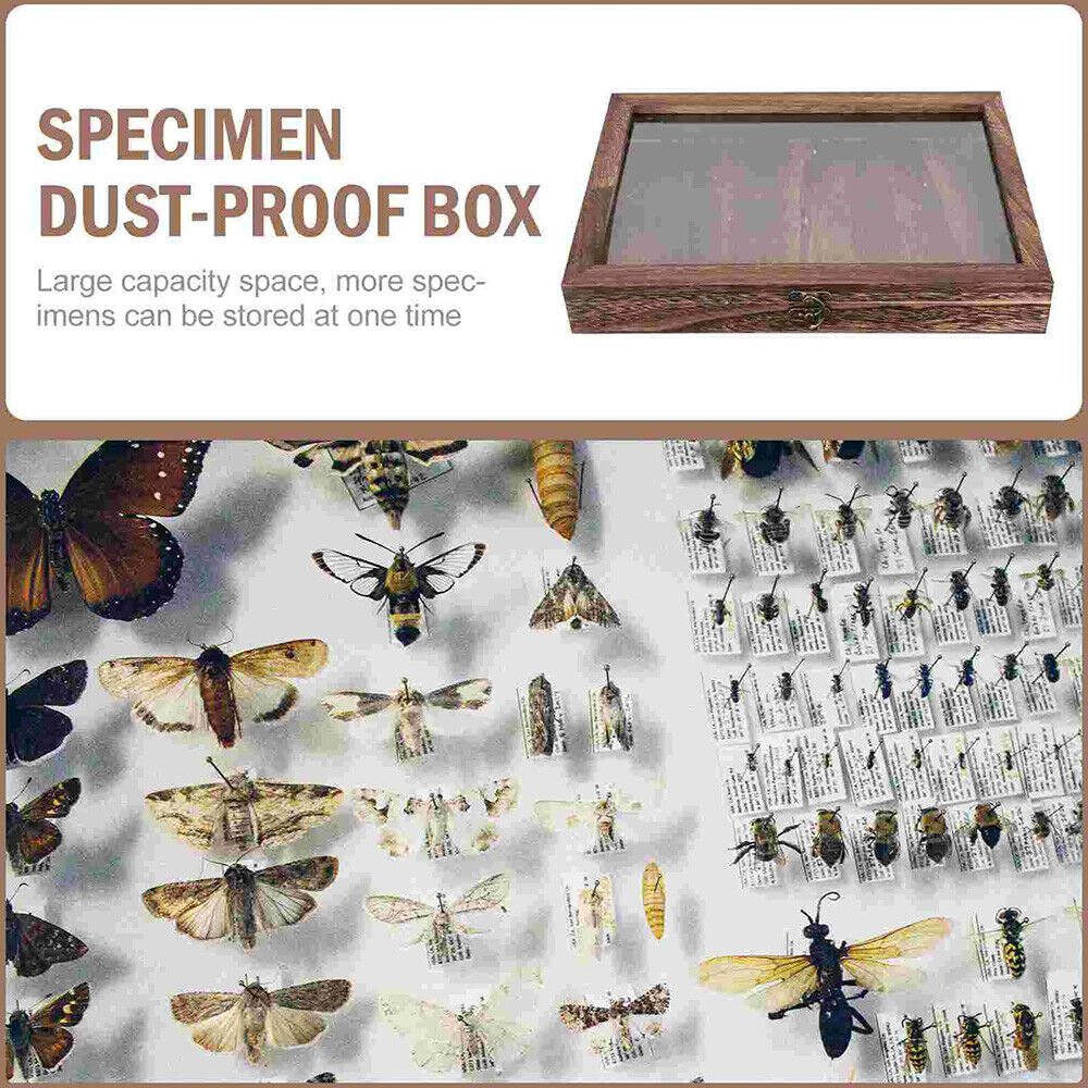 Wooden Specimen Storage Box Insect Butterflies Display Frame Collection Ornament