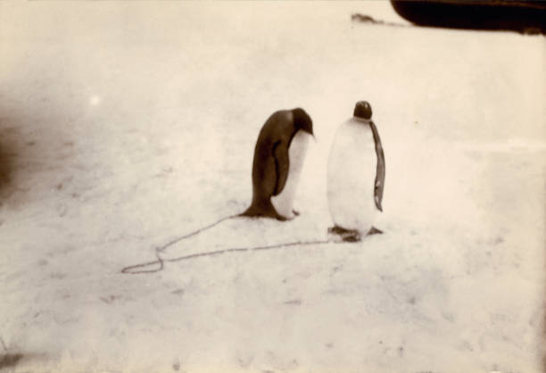 Emperor penguins bound together Antarctica 1901 OLD PHOTO